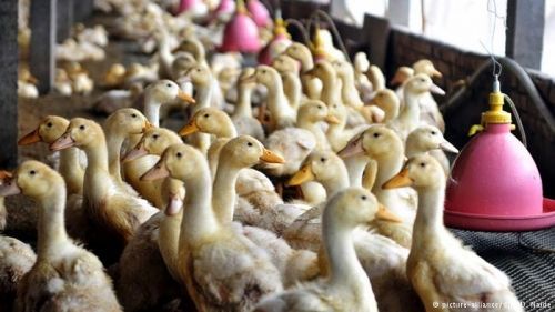 禽流感再次来袭 欧盟急议应对措施(组图)