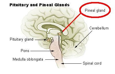 爬虫类动物也有第三眼（组图）