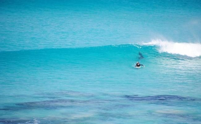 男子遭3米長鯊魚尾隨 相距僅1人遠