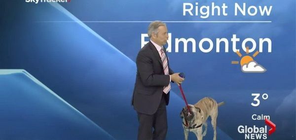 这只「气象主播」很顽皮！狗狗大闹摄影棚