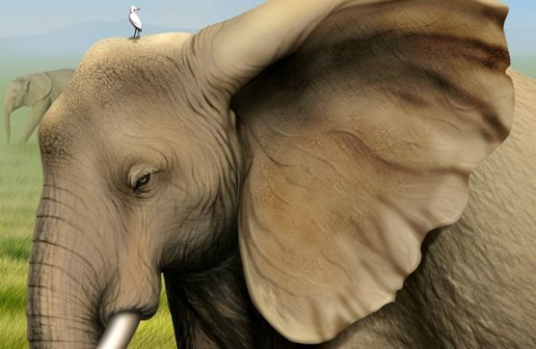 象耳大有用 可侦知200余公里外风雨