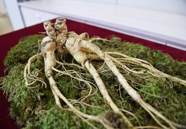 罕見200歲野山參現身長春