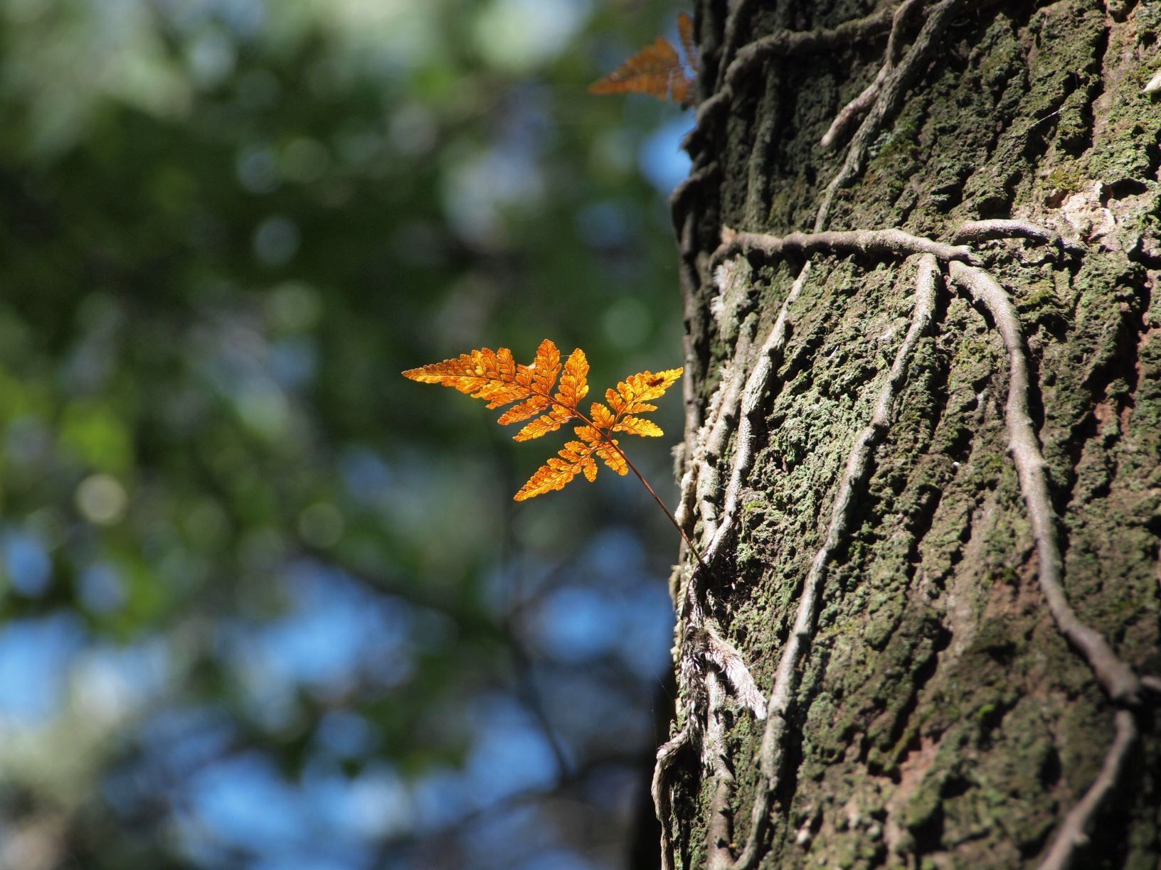 親子之間：正直的品性