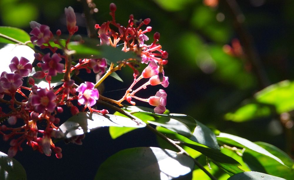 「藥」字裡面藏真機