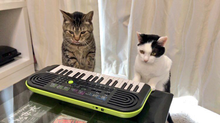 日本貓咪彈琴而爆紅