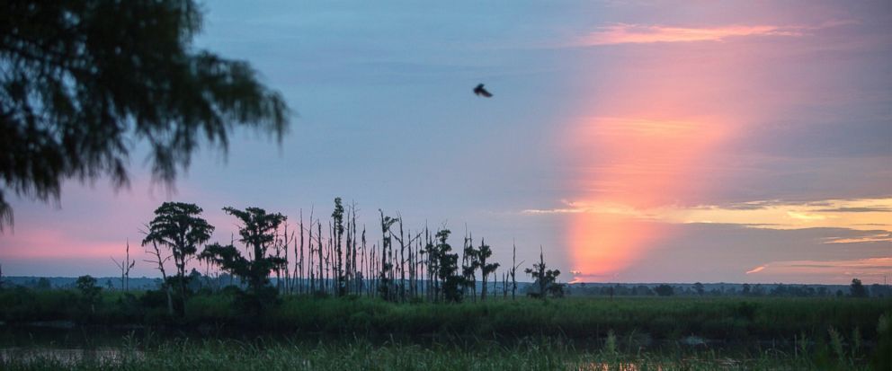氣候變遷使得海平面上升樹木死亡