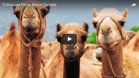 了解有關駱駝的不尋常的事實