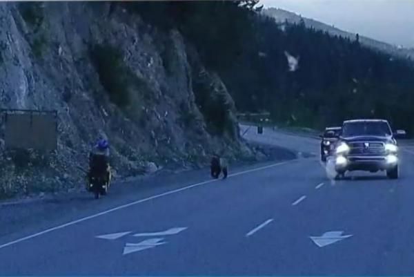 騎腳踏車被灰熊追逐