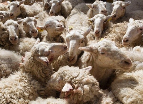 200多隻綿羊集體跳崖自殺