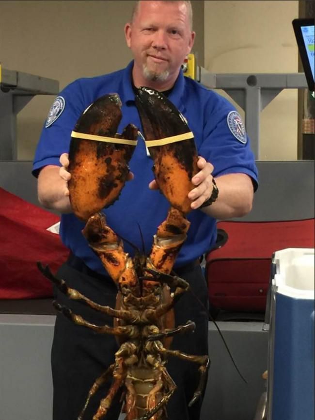 美國機場行李檢查中揪出大龍蝦