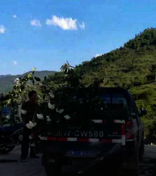 四川最美杜鵑  遭賞花民眾踐踏燒烤