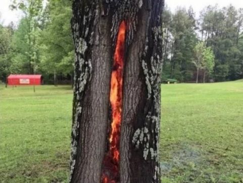 遭雷擊中的大樹  裂縫猶如異次元通道