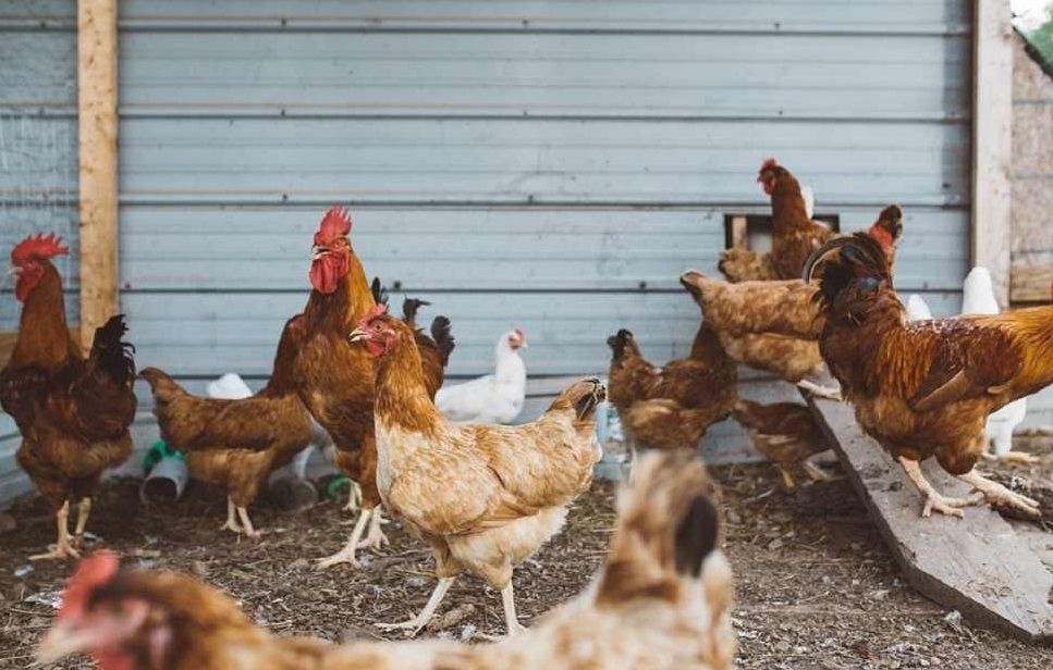 彰化鴻彰牧場戴奧辛雞蛋   展開銷毀撲殺作業