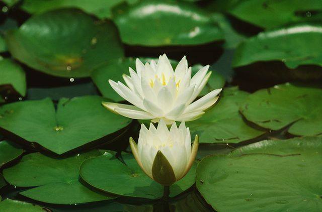 善意的流转 (圖）