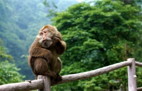 虐殺黑猴 被猴附體(圖)