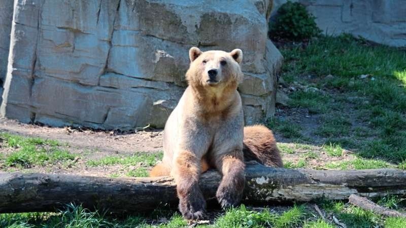 德国动物园北极熊逃脱围栏被射杀