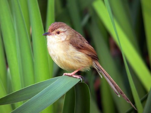 飞羽乐园〈57〉─褐头鹪莺〈图文〉