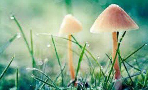 寡言是一種境界 一種修養(組圖)