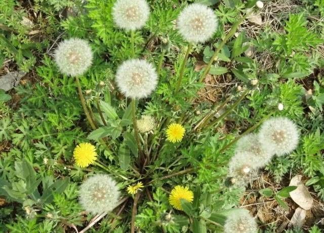 科學家發現：一味中藥48小時可殺死98％癌細胞