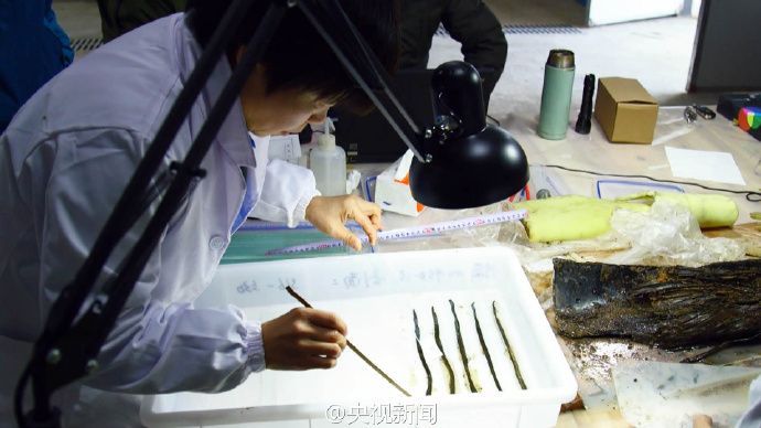 海昏侯墓大收穫 發現疑似失傳千年《齊論語》(圖)