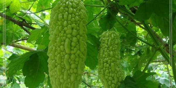 吃苦瓜千萬別加「這個東西」！