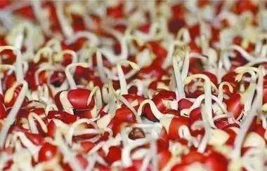 這些發了芽的食物營養會翻倍 你一定不知道！(組圖)