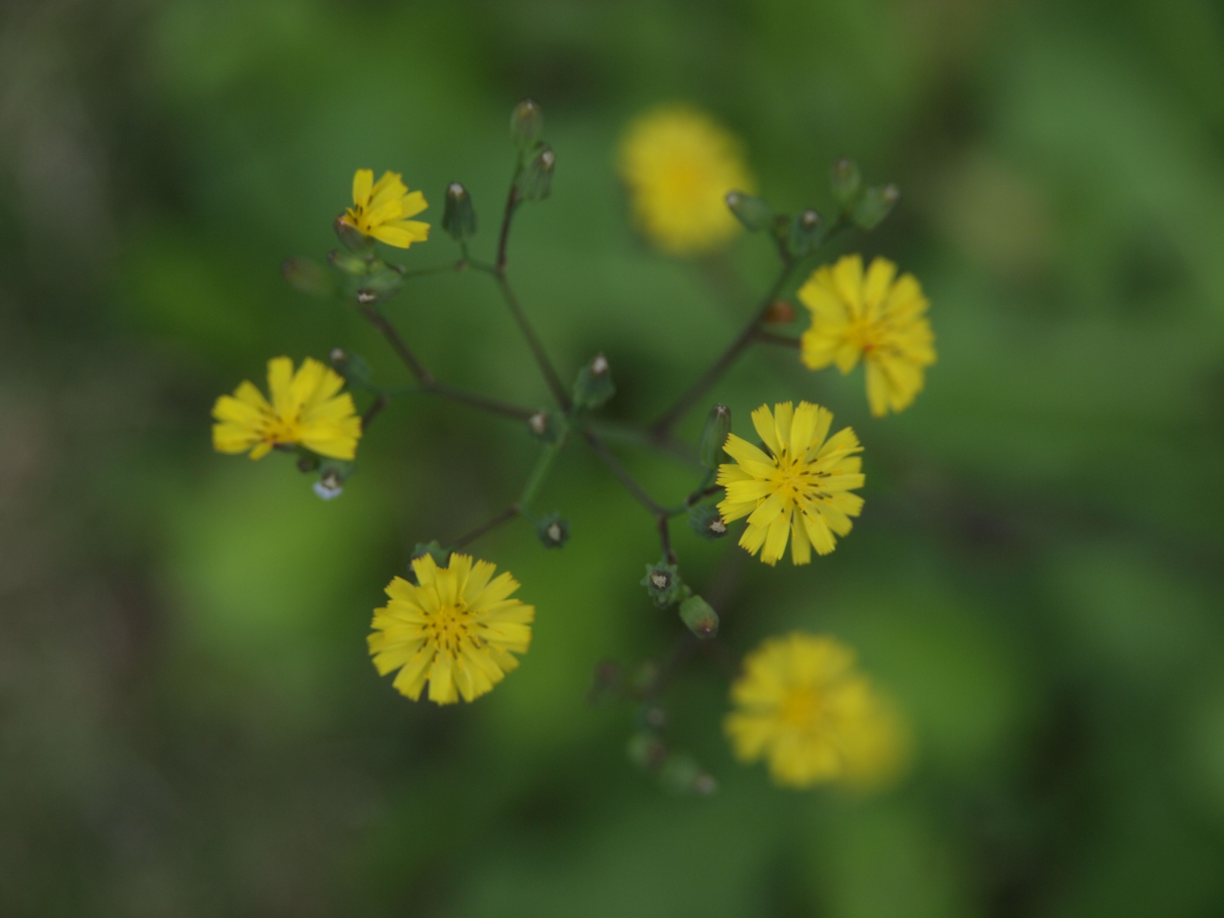 三才新語：武漢肺炎精選系列評論