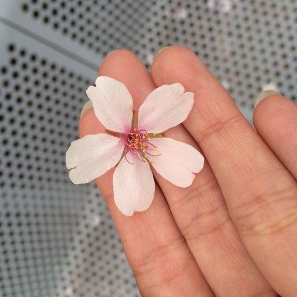 準備留學東京？這十件小事你要適應(組圖)