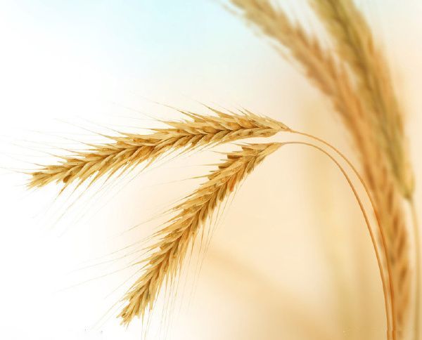 低头的麦穗 (图）