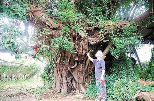 植物也會託夢？老榕樹受傷向人求救