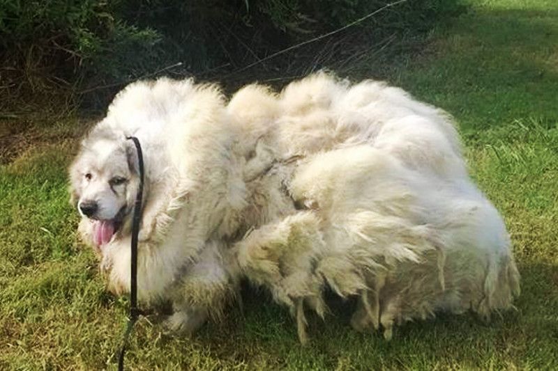 穀倉救出大綿羊 剪掉35磅毛後 發現牠竟然是狗狗