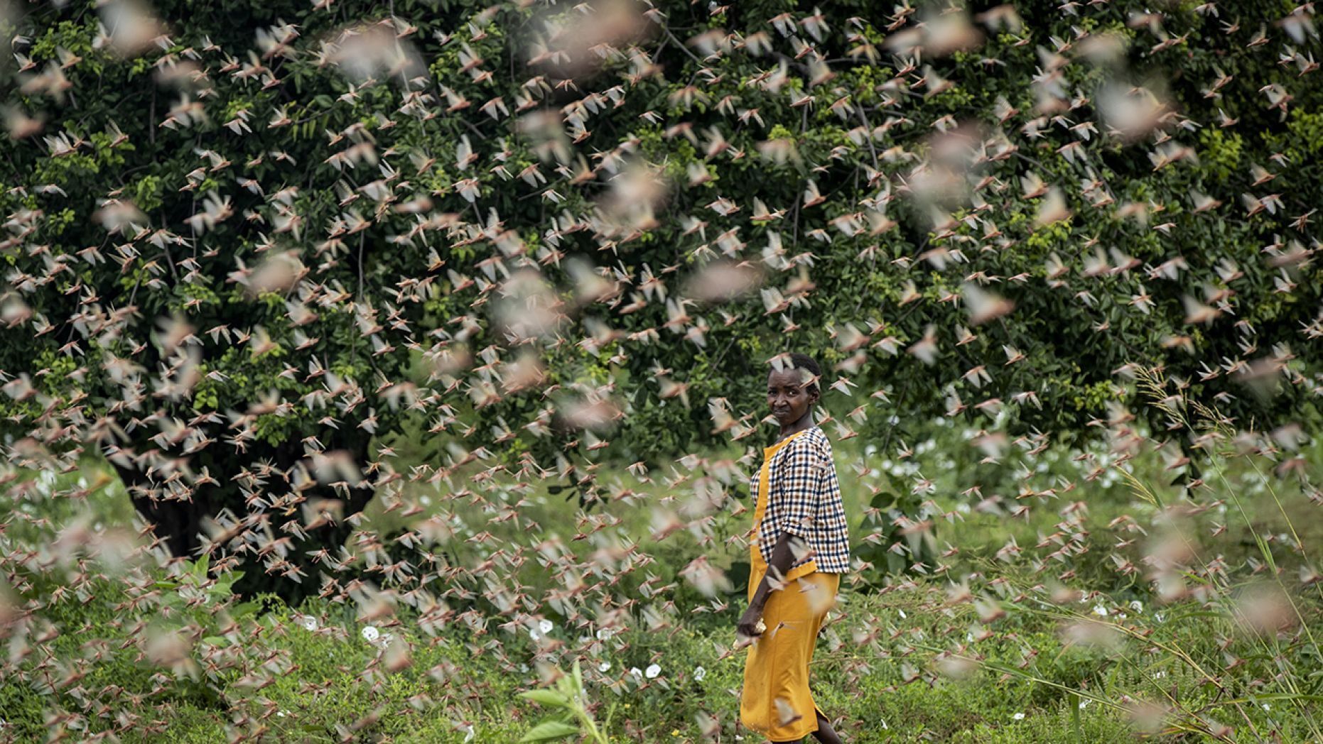非洲正發生數十年罕見嚴重蝗災
