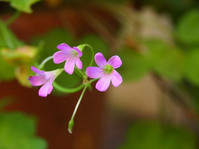 親子之間：家有一老，如有一寶