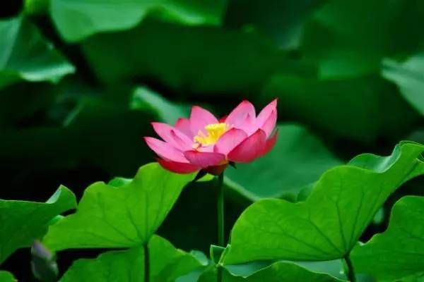 生命的起伏 (图）