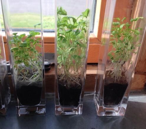 科學家在模擬火星土壤里種出蔬菜 有毒不能吃(組圖)