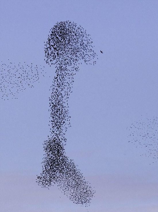 美國攝影師意外拍到鳥群擺出奇特隊形(組圖)