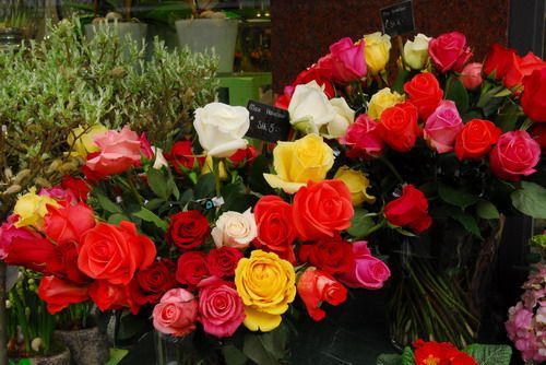 三月欧洲（二）－－春天的使者