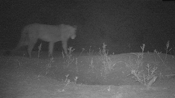 非洲發現新獅群 給動物保護帶來喜訊