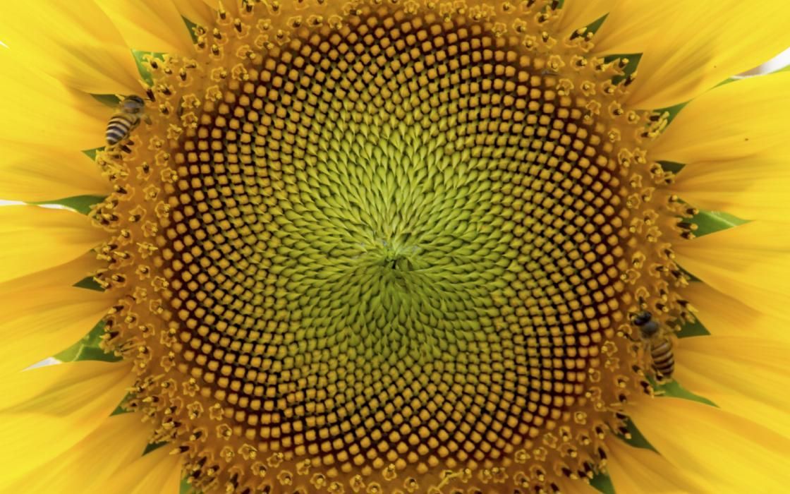 斐波那契數列：神聖的自然數字