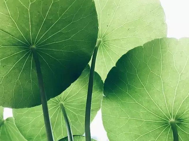 十首宋詞 冠絕古今(組圖)