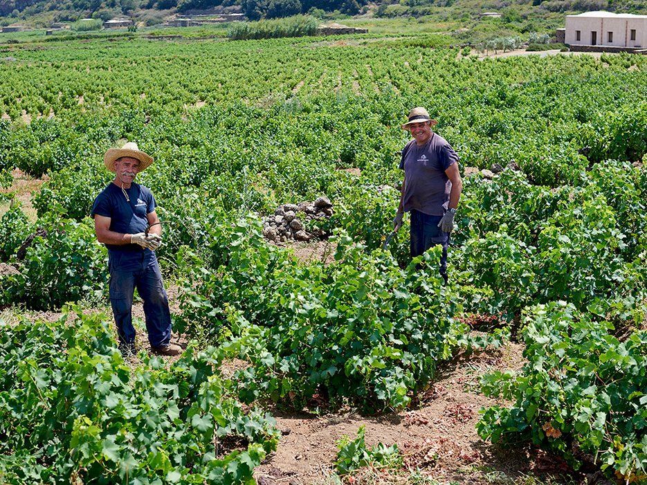 西西里島極少看到的葡萄酒之鄉美景(組图)
