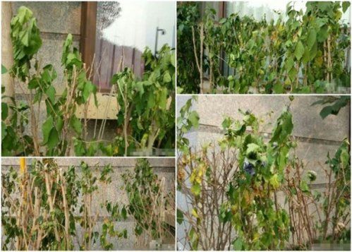 天津爆炸：雨後植物凋謝(圖)