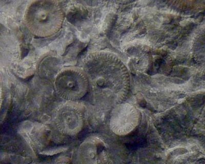 俄羅斯發現4億年前極不尋常的機械裝置!(圖)