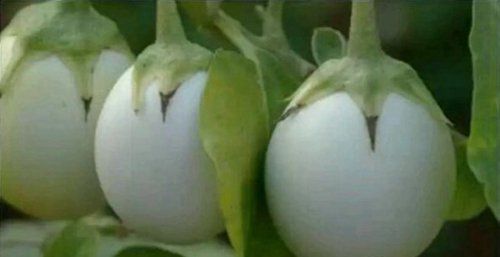 神奇的植物 樹上長“雞蛋”(圖)