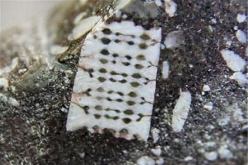 俄羅斯發現2.5億年前“芯片”化石？(圖)