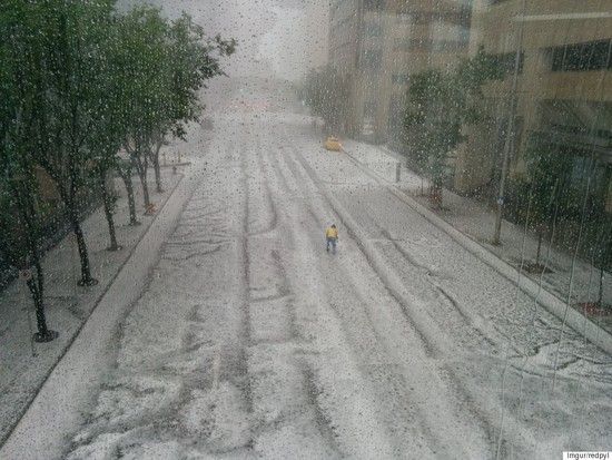 暖心加拿大男子沖入冰雹雨中 只為救助小鴿子