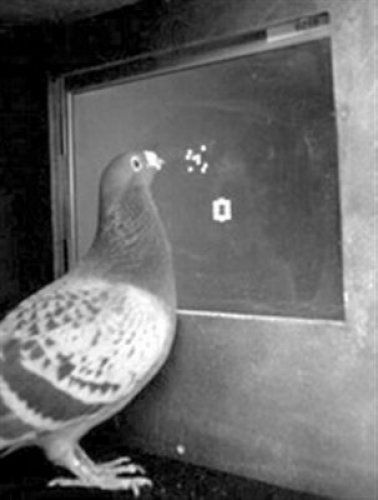 鴿子智商高 擁有驚人的天賦(圖)