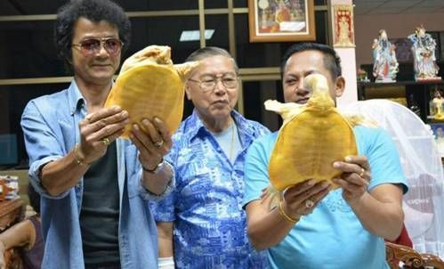 泰国捕获2金色鳖鱼 民众：从未看过