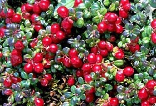 紅色力量 蔓越莓紅石榴護心血管(組圖)