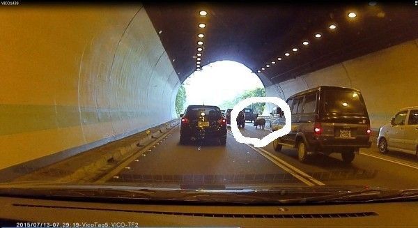 野生神豬逛大街！二高中和隧道狂塞（視頻）